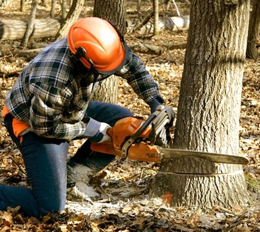 Tree Removal in Danevang, TX